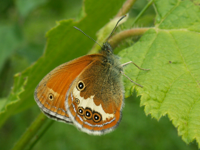 Coenonympha arcania &copy; DUTOUR Lucie