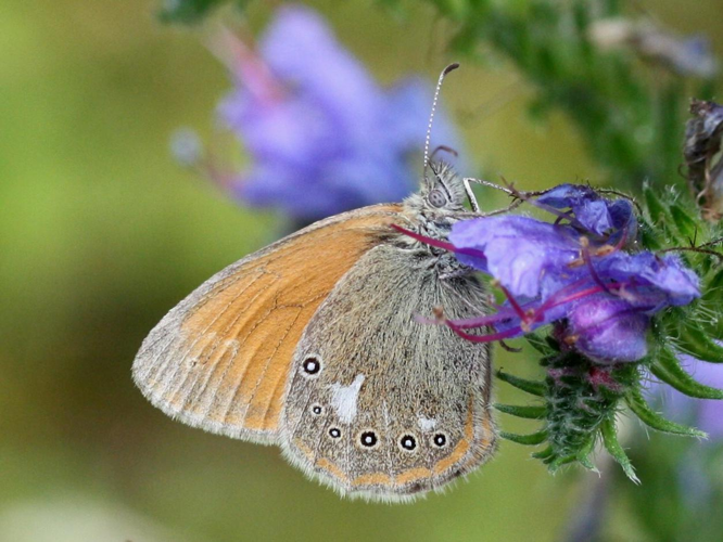 Coenonympha glycerion &copy; LETHEVE Xavier
