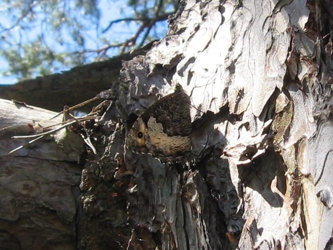 Hipparchia fagi &copy; LETHEVE Xavier