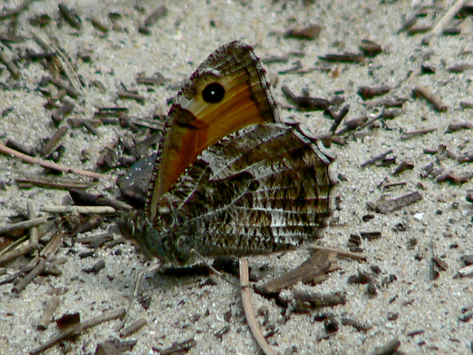 Hipparchia semele &copy; DEROZIER Carole