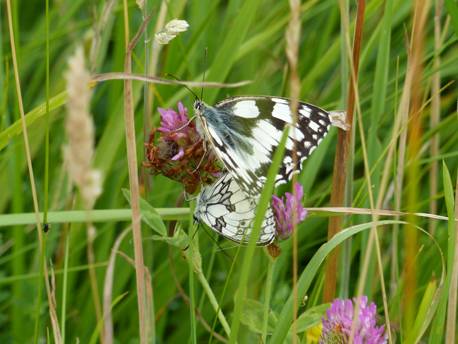Melanargia galathea &copy; DEROZIER Carole