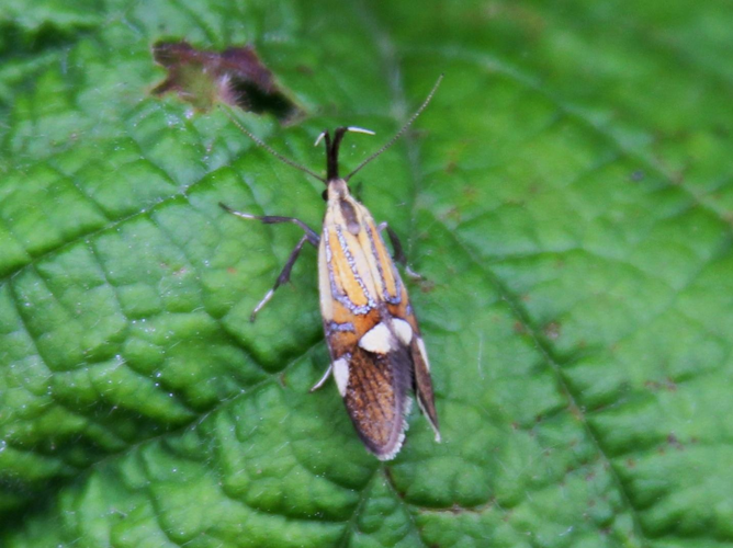 Alabonia geoffrella &copy; COLINDRE Laurent