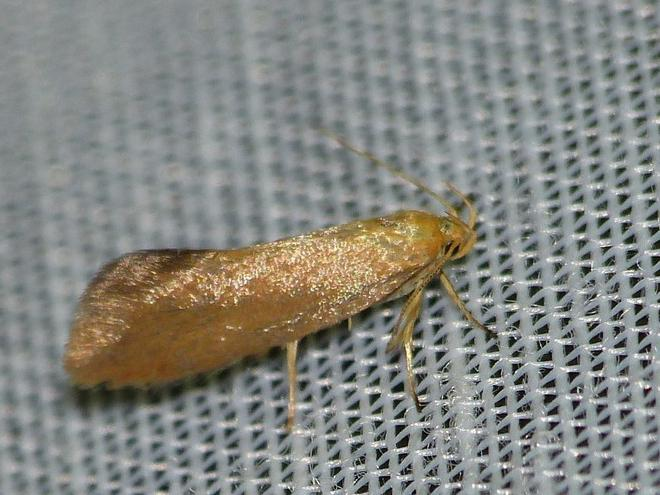 Crassa tinctella &copy; BARBIER Simon