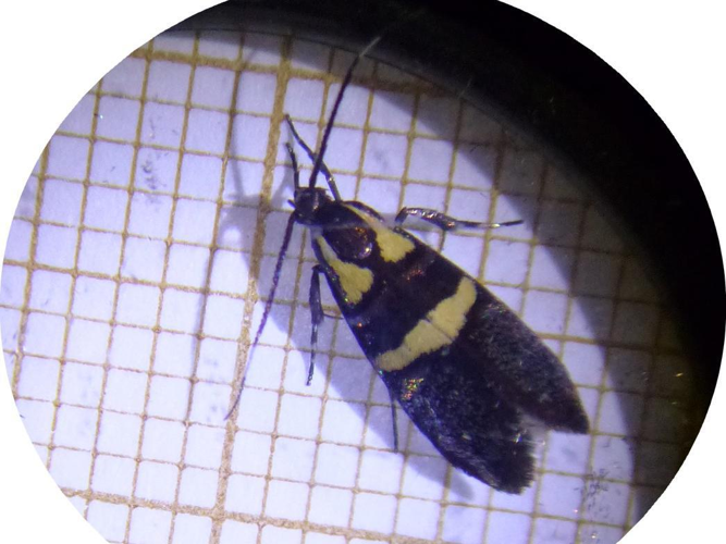 Dasycera oliviella &copy; DEROZIER Carole