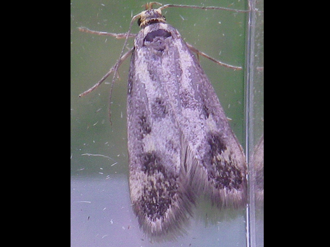 Denisia stipella © HALLART Guénael