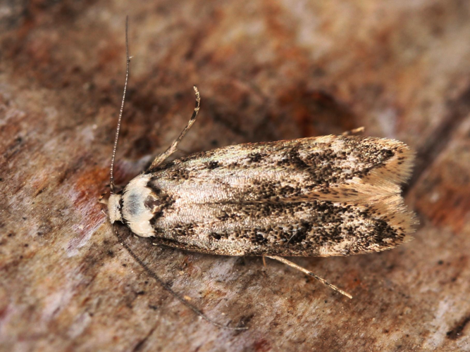 Endrosis sarcitrella &copy; LETHEVE Xavier