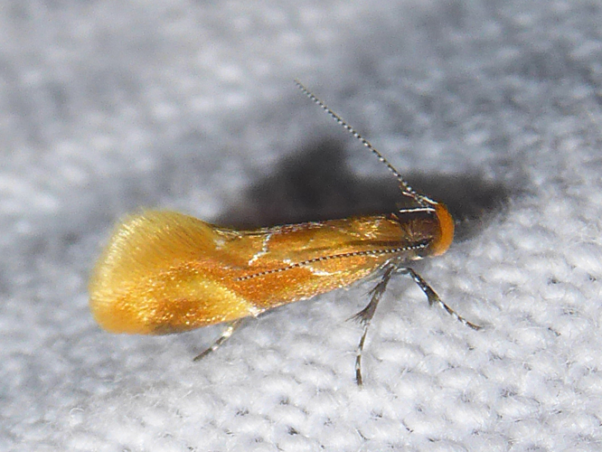 Epicallima formosella &copy; DAUMAL Thibaud