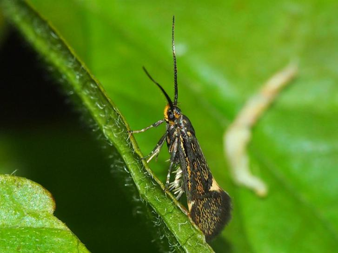 Esperia sulphurella &copy; GUILLEMOT Arlette