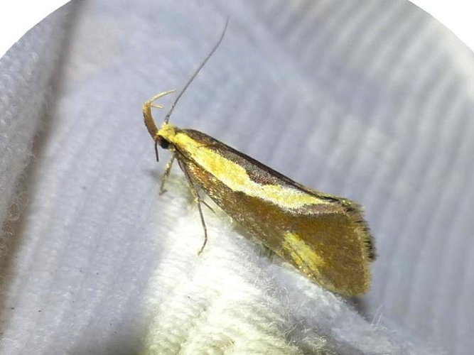 Harpella forficella &copy; DEROZIER Carole