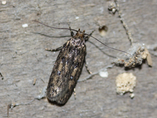 Hofmannophila pseudospretella &copy; LETHEVE Xavier