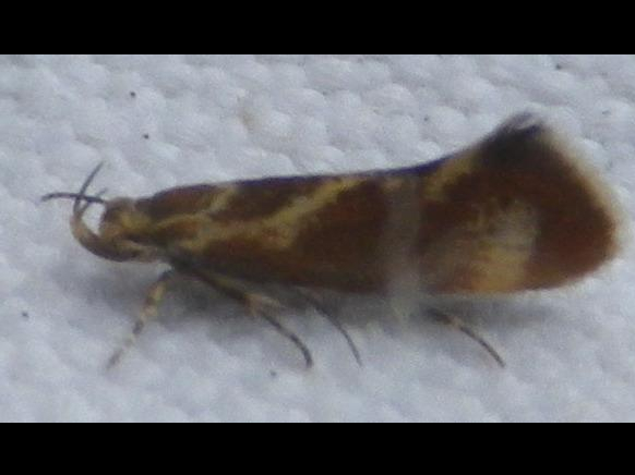 Metalampra cinnamomea &copy; HALLART Guénael