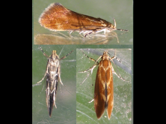 Metalampra italica &copy; HALLART Guénael