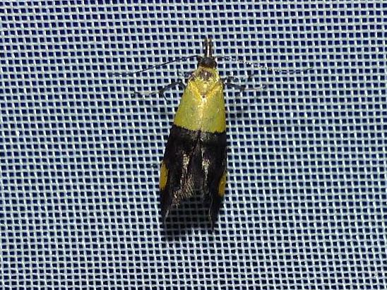 Oecophora bractella &copy; DEROZIER Carole