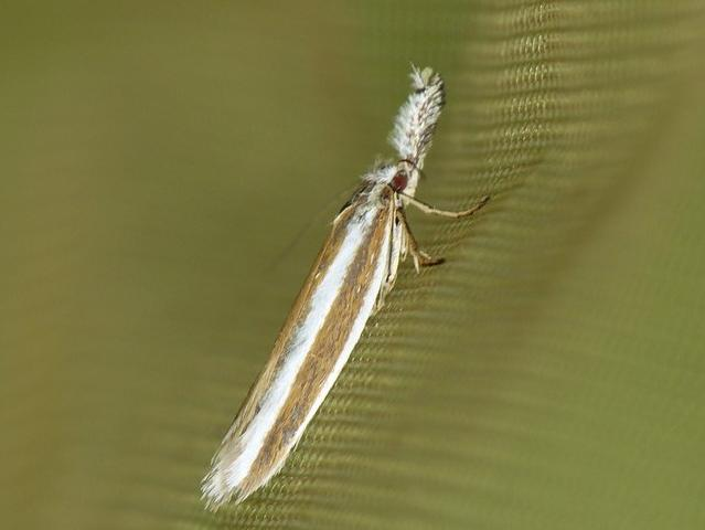 Pleurota aristella © BARBIER Simon