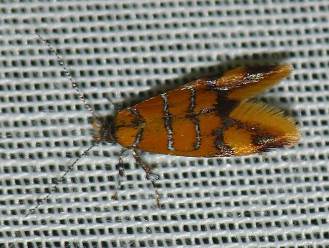 Bisigna procerella &copy; BARBIER Simon