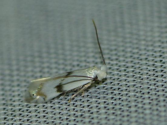 Pseudopostega crepusculella &copy; BARBIER Simon