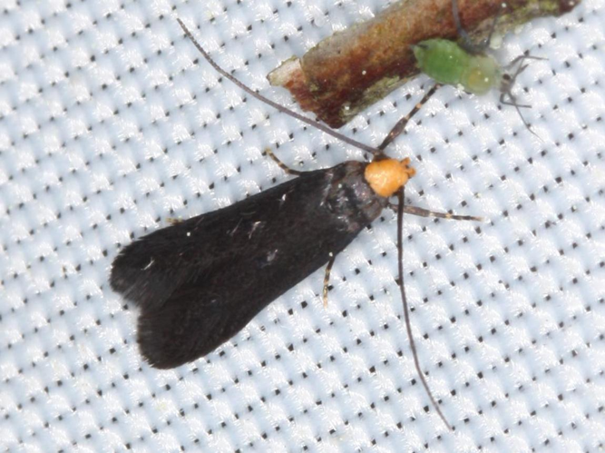 Spuleria flavicaput &copy; LETHEVE Xavier