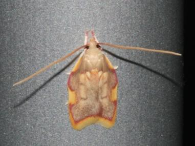 Carcina quercana &copy; DANTEN Benoit