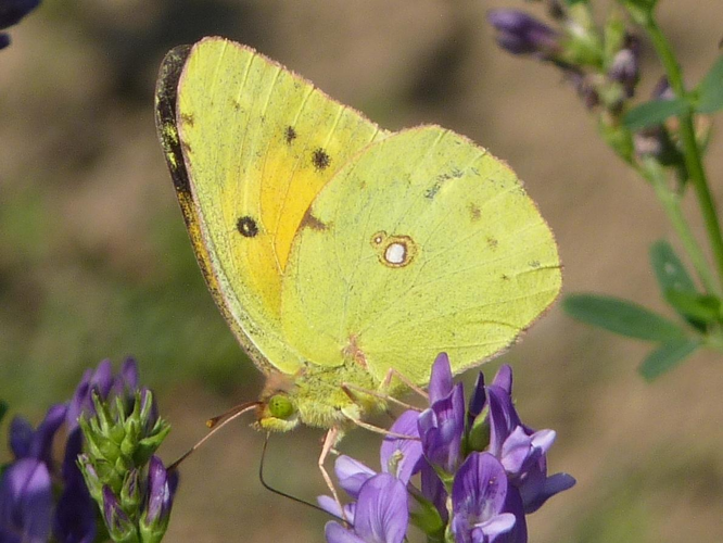 Colias crocea &copy; PLATEAUX Odile