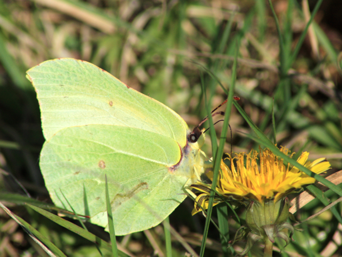 Gonepteryx rhamni &copy; HERMANT Thomas