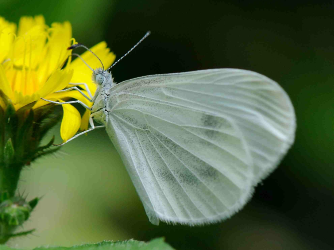 Leptidea sinapis &copy; MATHOT William