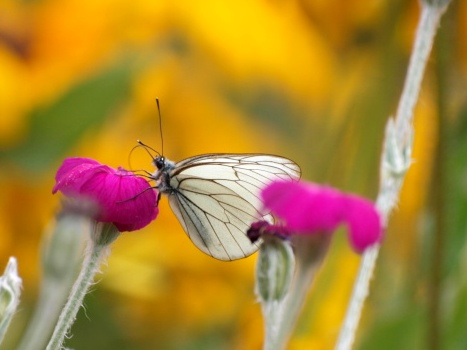 Aporia crataegi &copy; DUTOUR Lucie