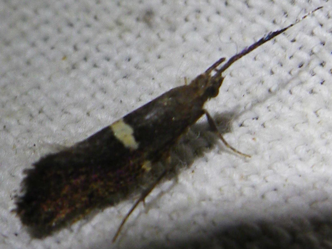 Eidophasia messingiella &copy; HALLART Guénael