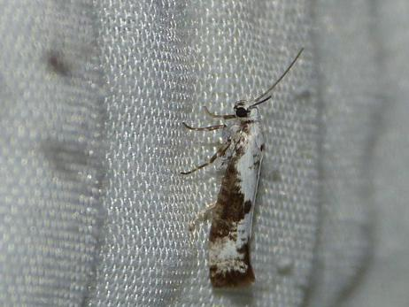 Prays fraxinella &copy; BARBIER Simon