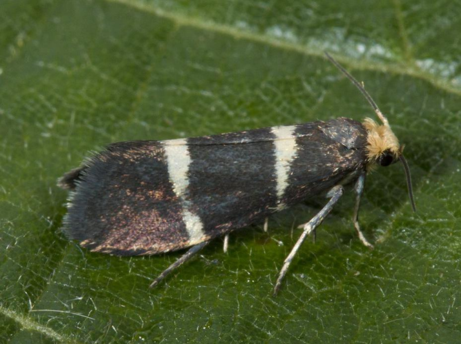 Lampronia flavimitrella &copy; VAN ALPHEN Jacques