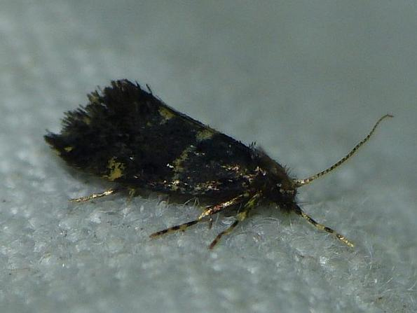 Narycia duplicella &copy; BARBIER Simon