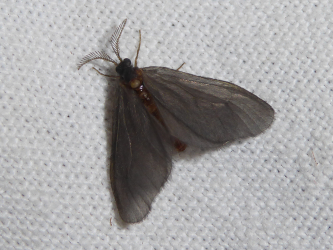 Sterrhopterix fusca &copy; DAUMAL Thibaud