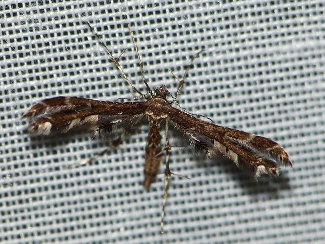 Capperia fusca &copy; BARBIER Simon