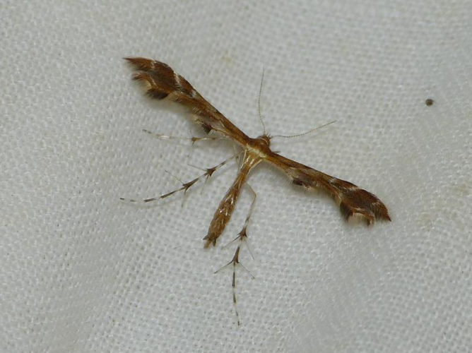 Oxyptilus pilosellae &copy; BARBIER Simon