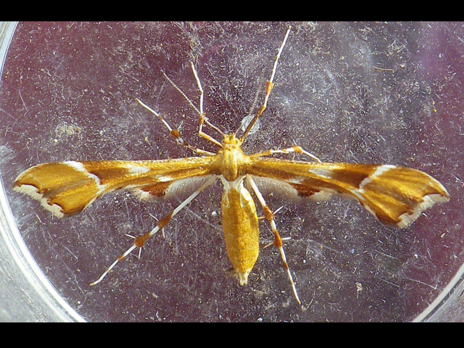 Cnaemidophorus rhododactylus &copy; HALLART Guénael