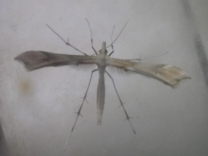 Gillmeria ochrodactyla &copy; HALLART Guénael