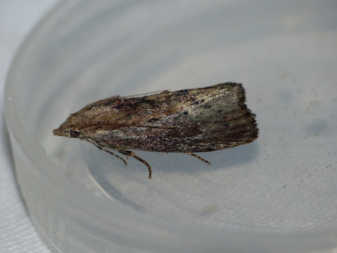 Galleria mellonella &copy; BARBIER Simon