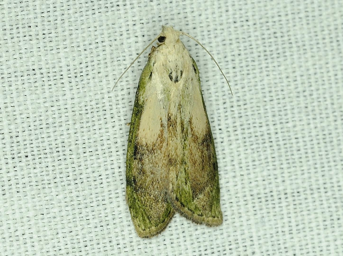 Aphomia sociella &copy; MATHOT William