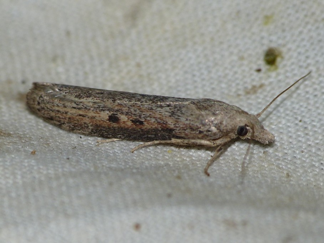 Aphomia zelleri &copy; BARBIER Simon