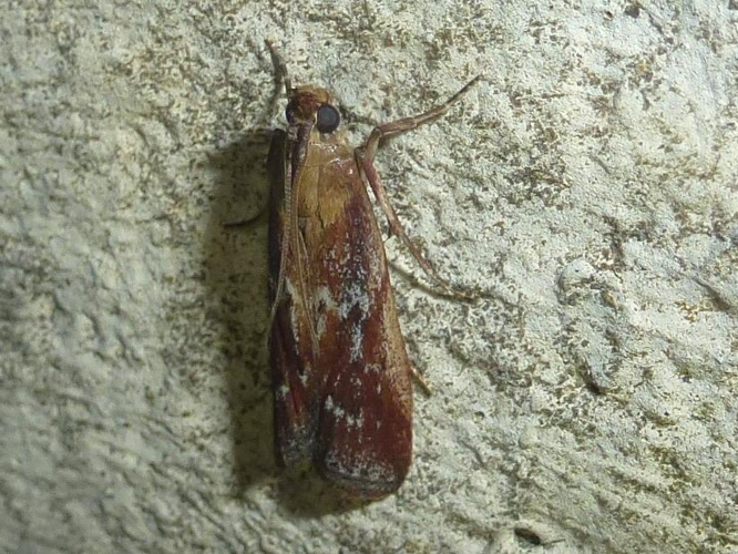 Pempelia obductella &copy; MAILLIER Sébastien