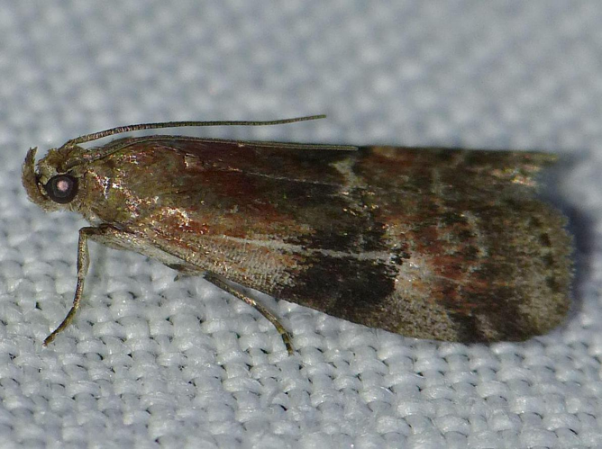 Pempelia formosa &copy; BARBIER Simon