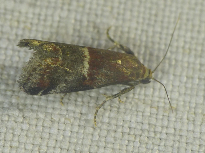 Trachycera marmorea &copy; VERNE Sébastien