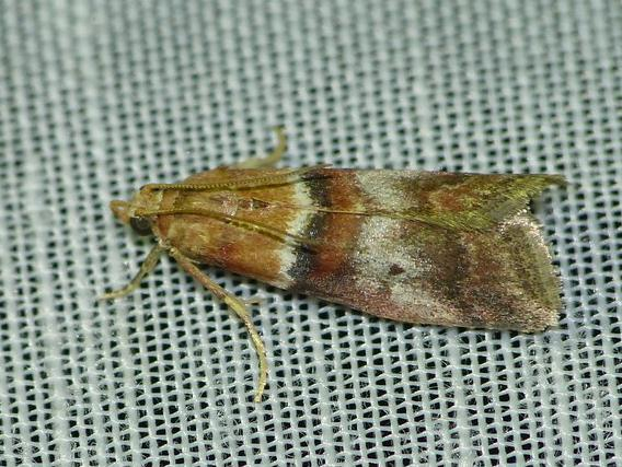 Conobathra repandana &copy; BARBIER Simon