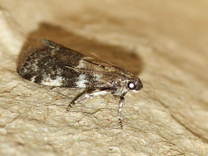 Assara terebrella &copy; BARBIER Simon