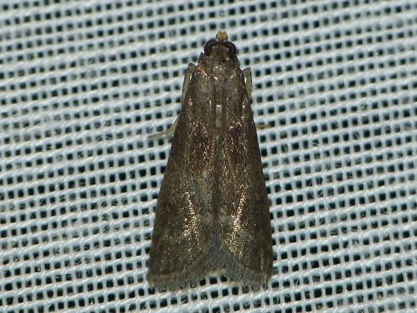 Eccopisa effractella &copy; BARBIER Simon