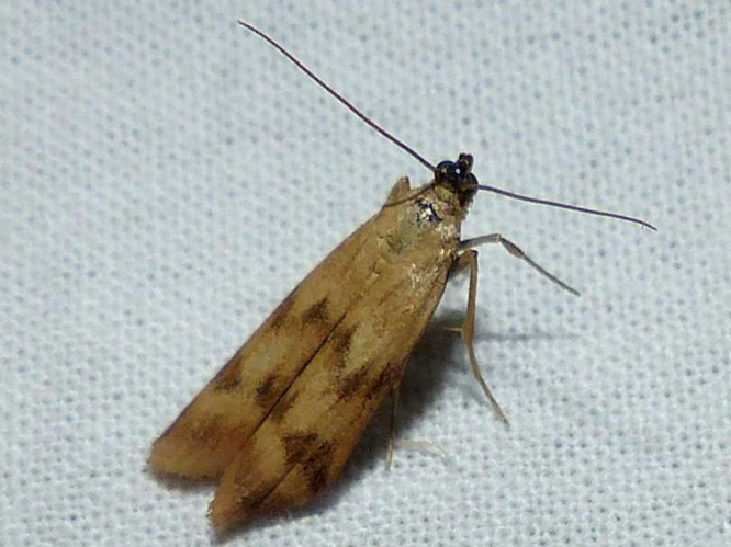 Homoeosoma sinuella &copy; DEROZIER Carole