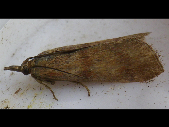 Hypochalcia ahenella &copy; HALLART Guénael