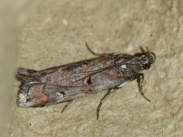 Pempelia palumbella &copy; BARBIER Simon