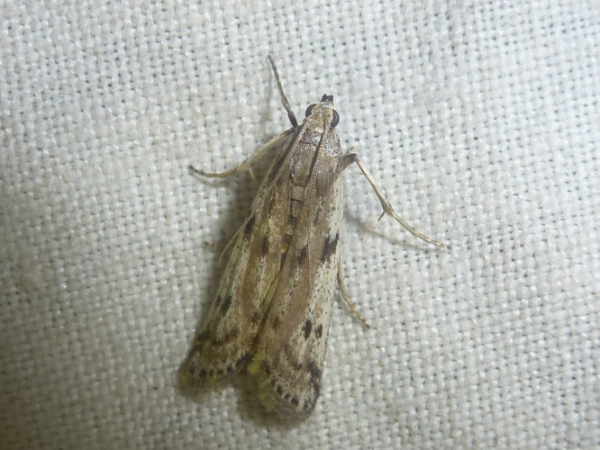 Phycitodes binaevella &copy; MAILLIER Sébastien