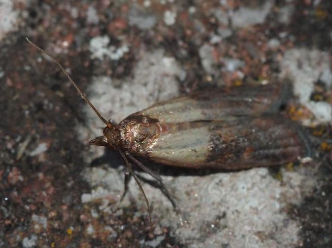 Plodia interpunctella &copy; GUILLEMOT Arlette