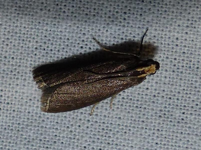 Salebriopsis albicilla &copy; DEROZIER Carole